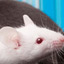 Of Mice and Memory