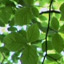 Capturing Carbon