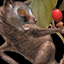 First Primates
