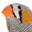 Bird Brains