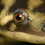 Mating Trickery