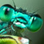 A Conversation with E.O. Wilson
