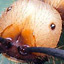 Amazing Ants Game