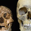 Gigantism and Dwarfism on Islands