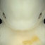 Guess the Embryo