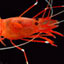 Creatures of the Underwater Caves
