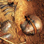 Bog Bodies of the Iron Age