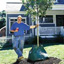 How to Plant a Tree