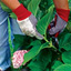 Pruning and Dividing Plants