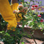 Everything You Need to Prune Roses