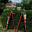 How to Trim Overgrown Hedges