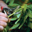 How to Prune Small Trees and Shrubs