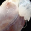 Replacing Body Parts