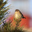 Saving Songbirds Blog