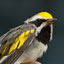 Saving Songbirds Resources