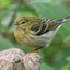 Saving Songbirds