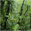 Environmental Timelines