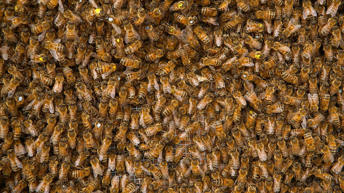 The Waggle Dance