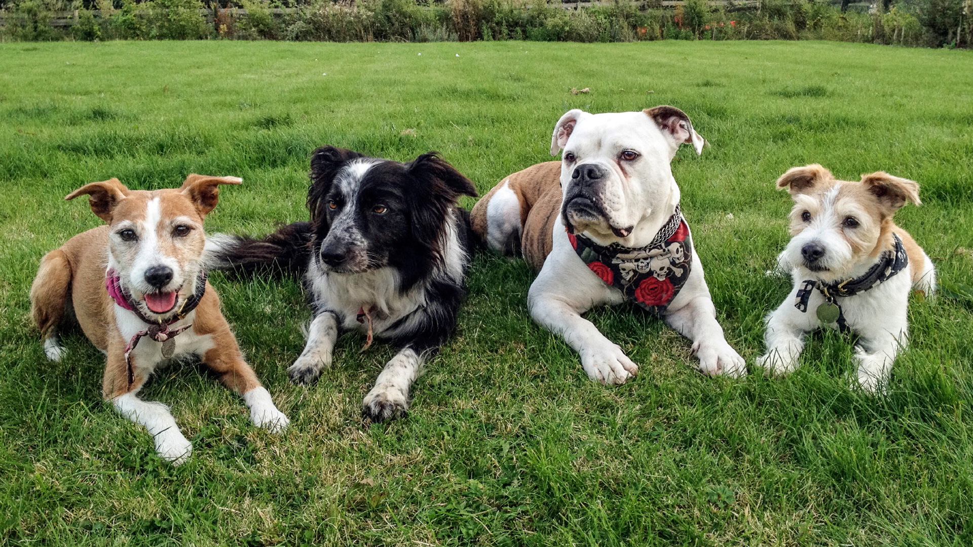 The Clever Dog Lab