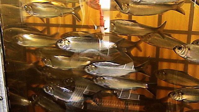 Desperate Alewives