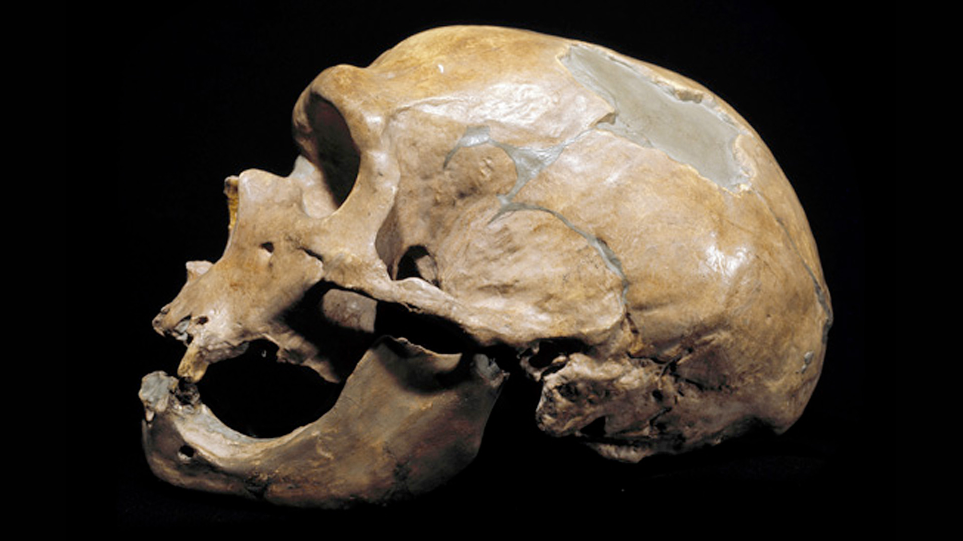 Are Neanderthals Human?