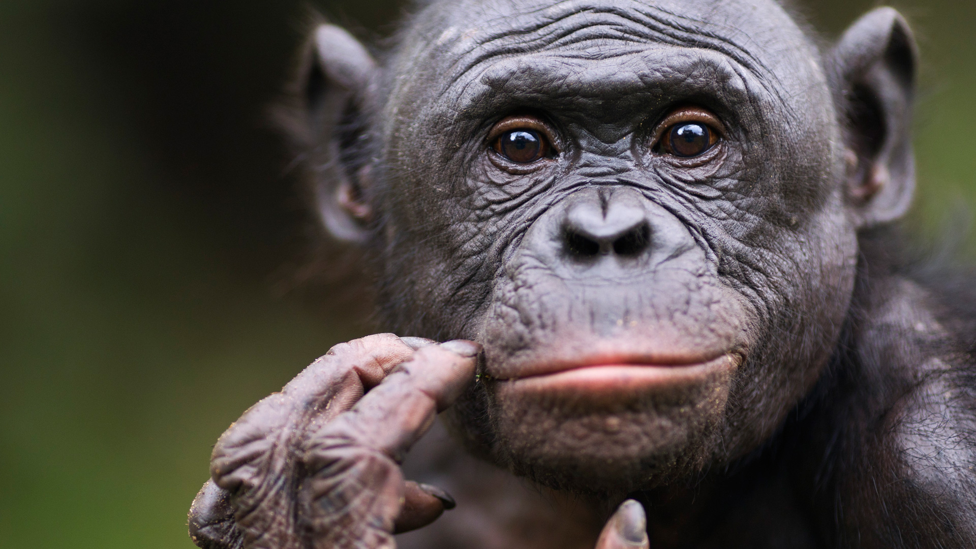 Social Skills: Kids vs. Apes