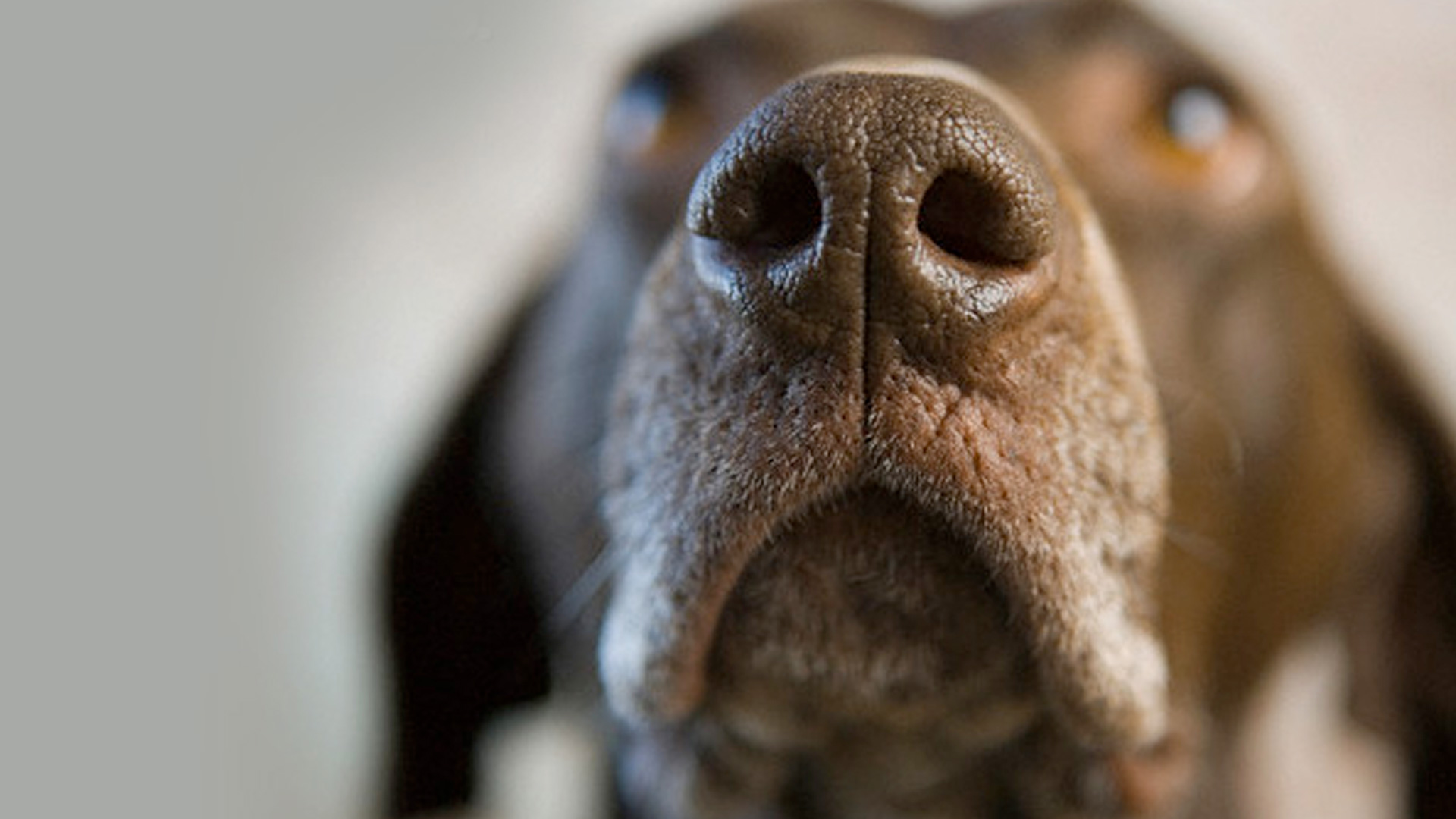 Dogs' Dazzling Sense of Smell