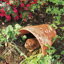 Invite Toads for Natural Pest Control