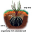 Transplanting Roses