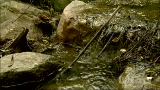 Coastwatch: Urban Streams Website