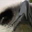 Harpy Fact Sheet