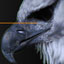 Bird of Prey