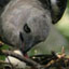 Video: A Hungry Harpy