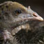 Wild Turkey Fact Sheet